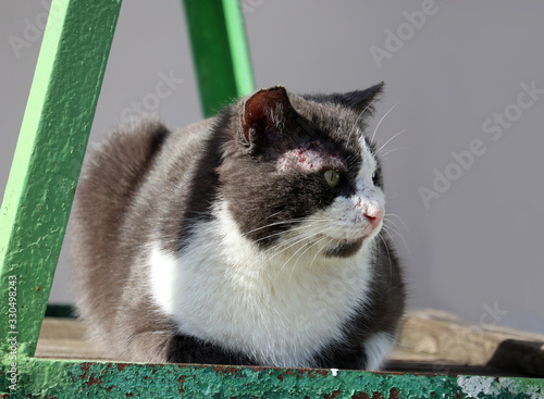 Fotografia The cat is infected with feline sarcoptosis