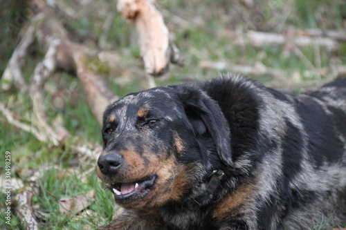 Beauceron sheep dog harlequin in the wild