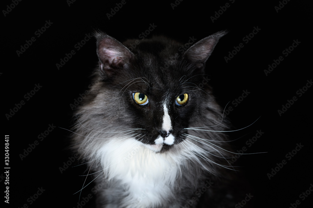 Closeup Portrait of Maine Coon Cat Head, Gaze Looking in Camera Isolated on Black Background