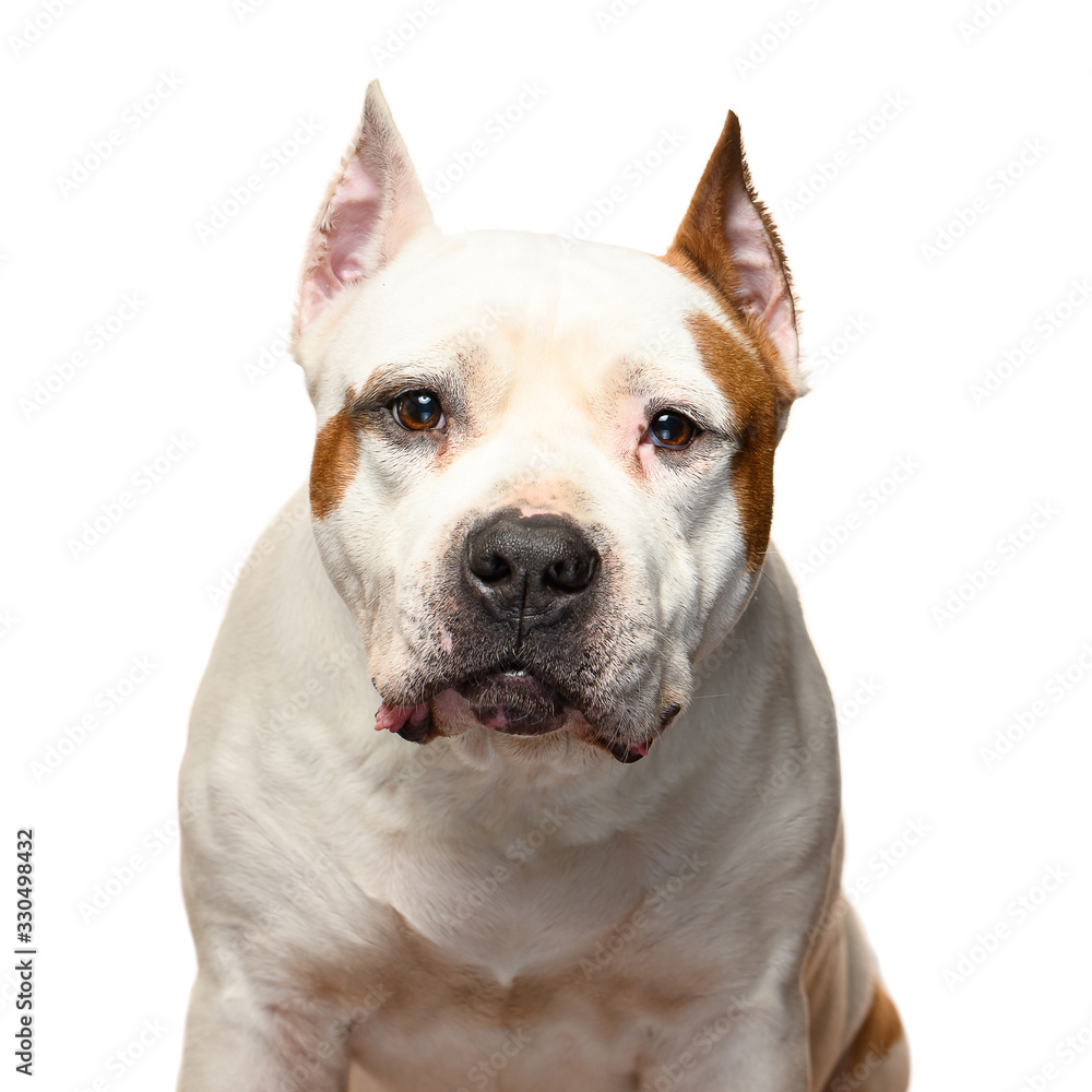 American Staffordshire Terrier on a white background