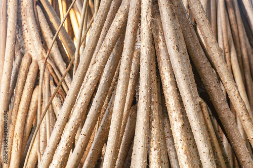 Aerial roots of trees by close-up in the blur.Soft focus.Concept of scenery,decoration.