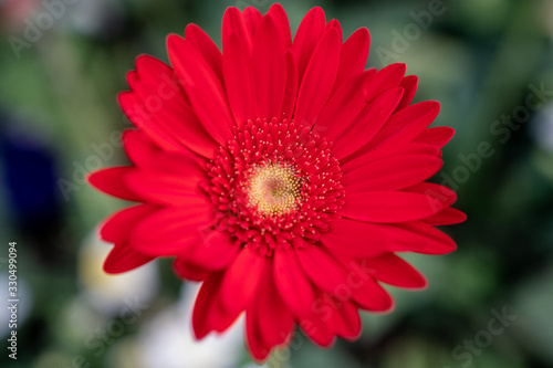Red Gerbera flower closeup view background.