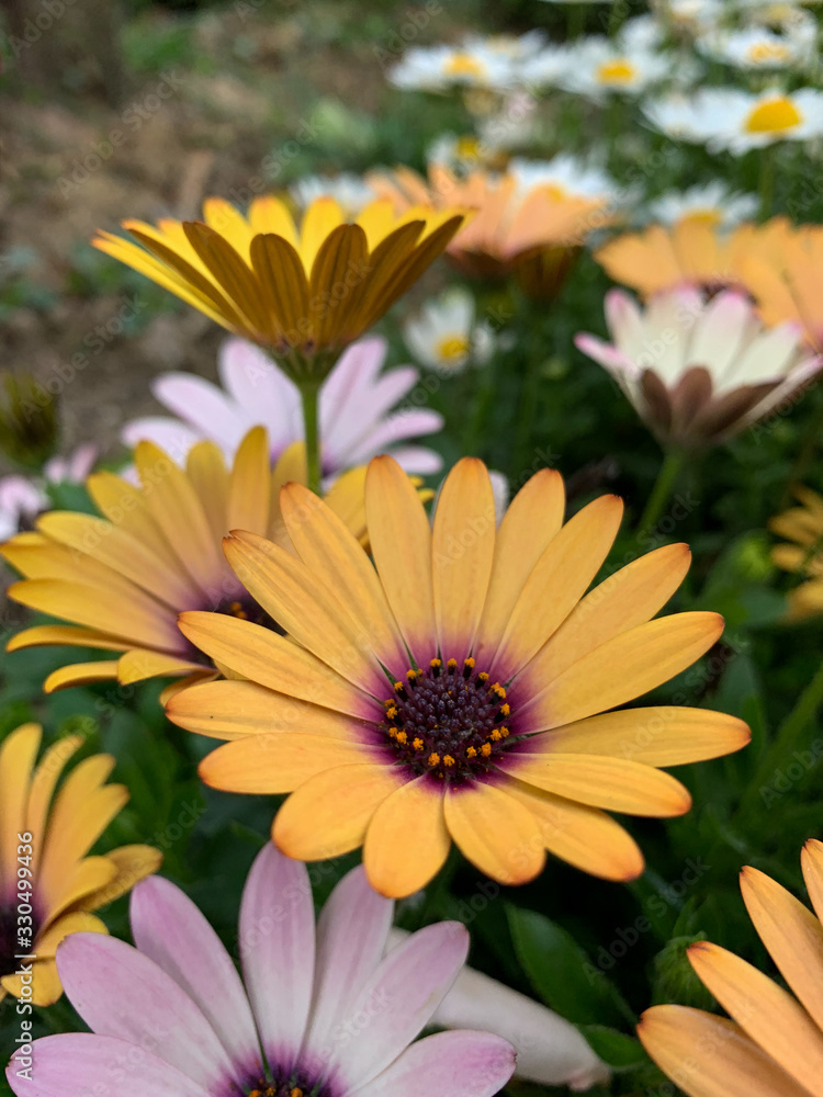 Beautiful yellow flower with a green background - African Daisy - Osteospermum Soprano Beautiful yellow flower with a green background - African Daisy - Osteospermum Soprano