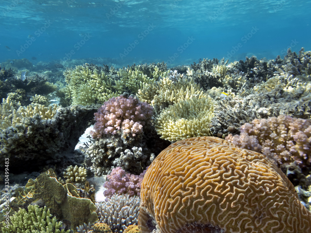 Naklejka premium Colorful reef underwater landscape