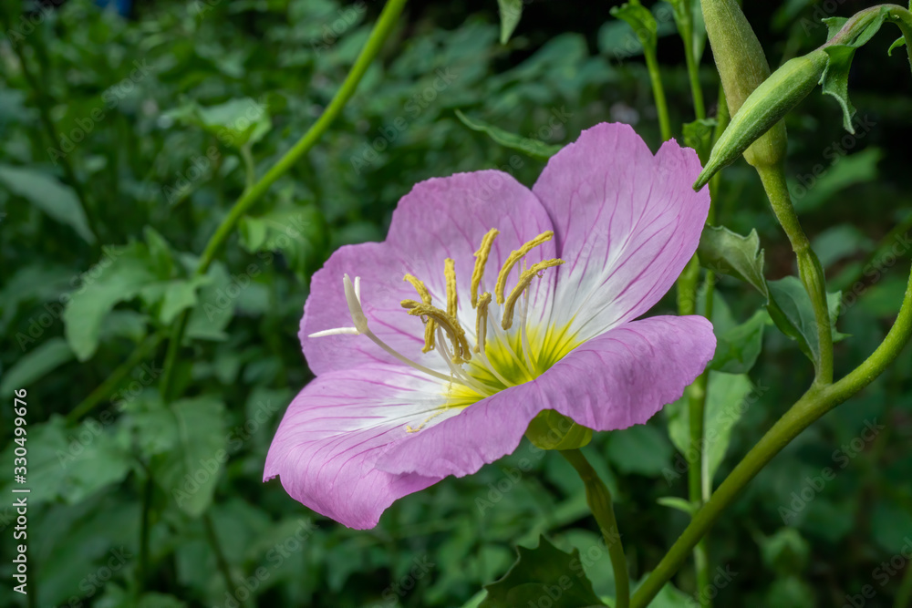 Beautiful pink flower with a green background - evening primrose Beautiful pink flower with a green background - evening primrose