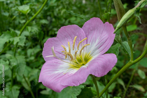 Beautiful pink flower with a green background - evening primrose © Kristian