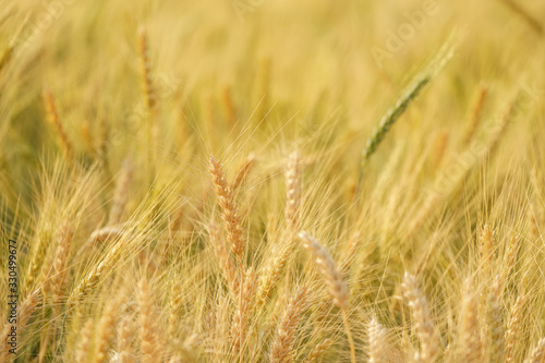 Gold grain ready for harvest in a farm field. © marchsirawit