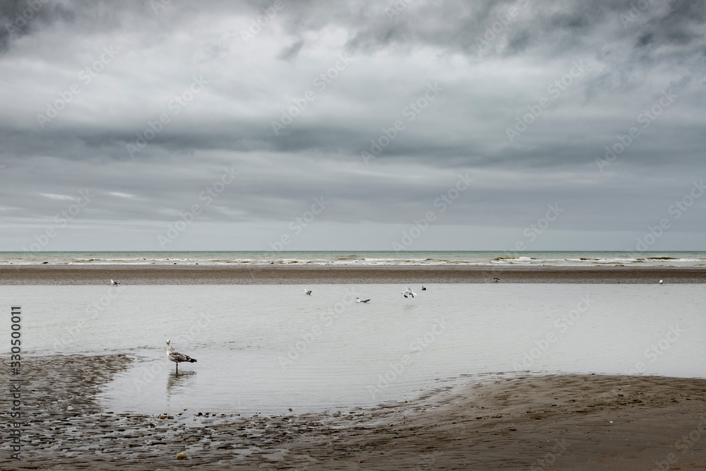 Koksijde,Belgium - February 26, 2020: Seagulls on the beach