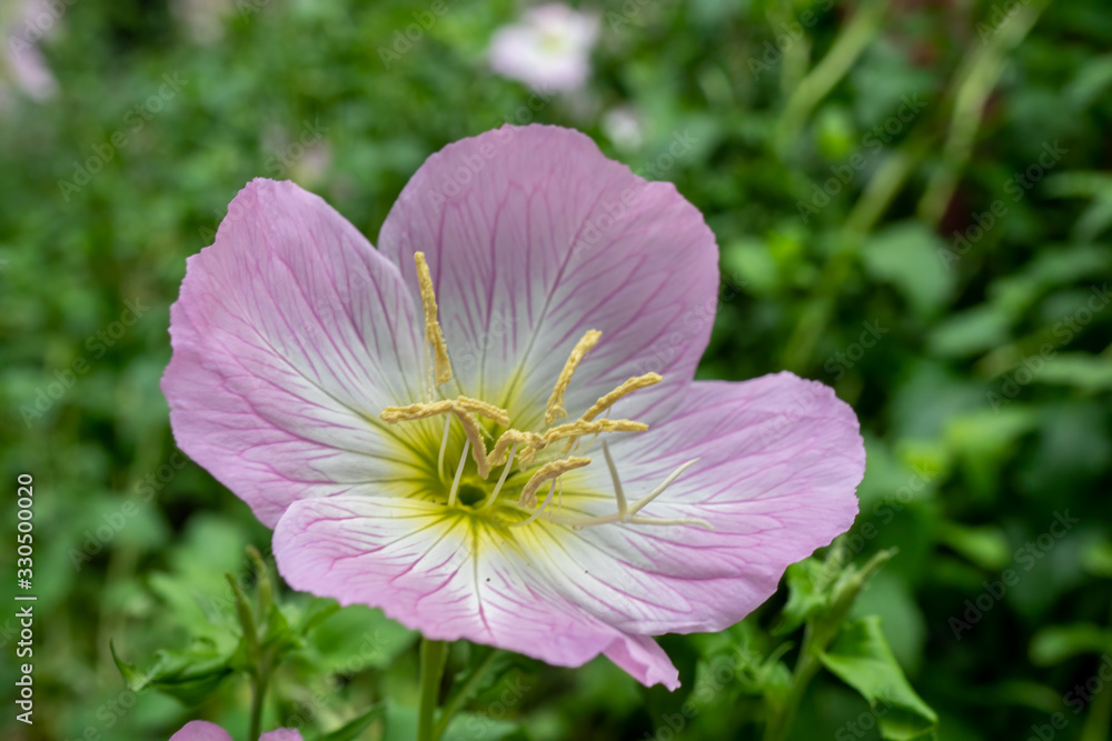 Beautiful pink flower with a green background - evening primrose
