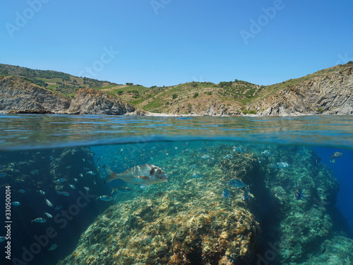Photography Mediterranean sea, fish underwater and rocky coastline in the Marine reserve of