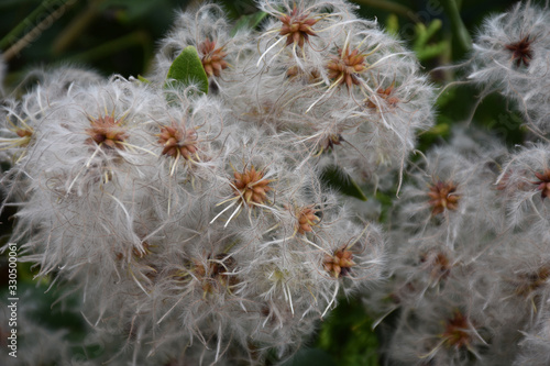 Texture of white fluffy striped seeds on a plant