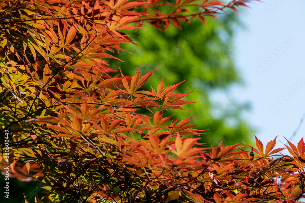 Red Marple trees in front of a green background