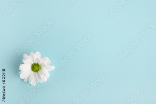 Delicate white flower on  blue background © LumenSt