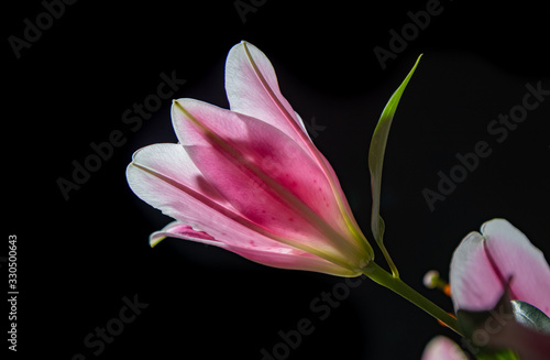 Fototapeta Naklejka Na Ścianę i Meble -  bouquet of lilies