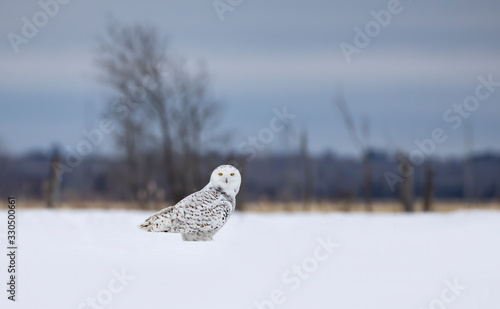Snowy owl (Bubo scandiacus) standing in middle of a snow covered field at sunrise in Ottawa, Canada © Jim Cumming