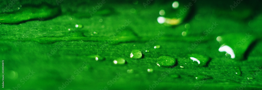 drops of dew on a green leaf close-up, macro