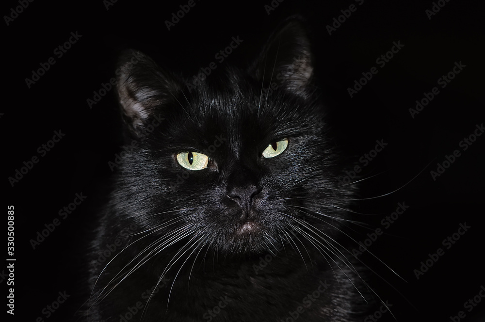 Beautiful young black cat on a black background, looking at the camera. Portrait of a black cat