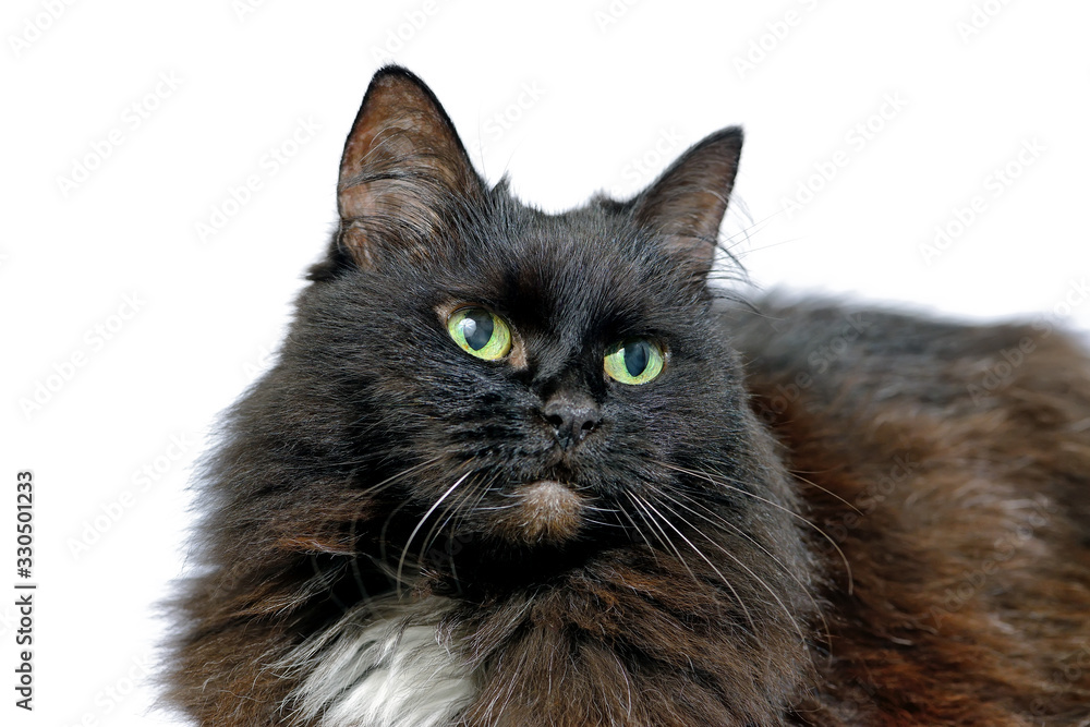 Studio portrait of the black cat isolated on a white background