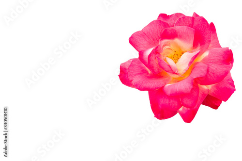 Rose flower isolated on white background.   The blank part can be used for the message board.