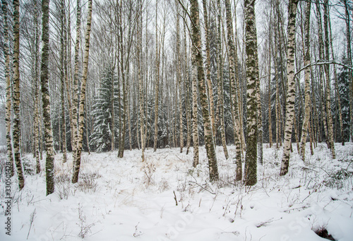 birch trees in winter with snow