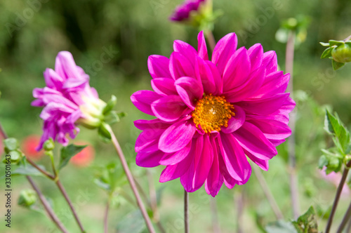 The name of this flower is  Dahlia.These flowers are named    Dahlia   .