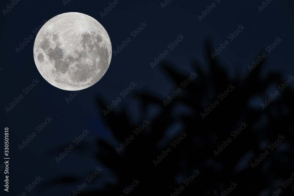 Fototapeta premium Full moon on the sky over blurred silhouette tree.