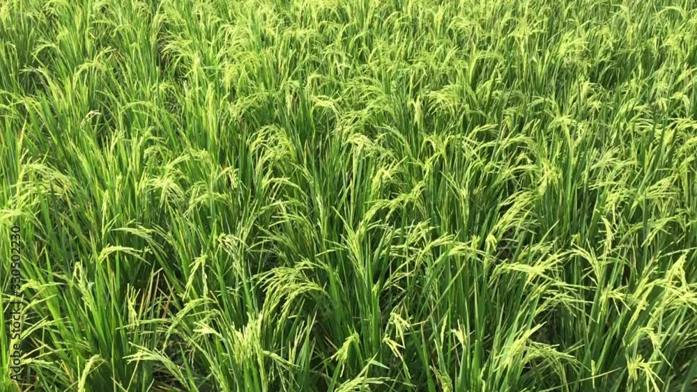 Beautiful rice field in slow motion, rice field in the daylight of Asia. Beautiful rice field in slow motion, rice field in the daylight of Asia.