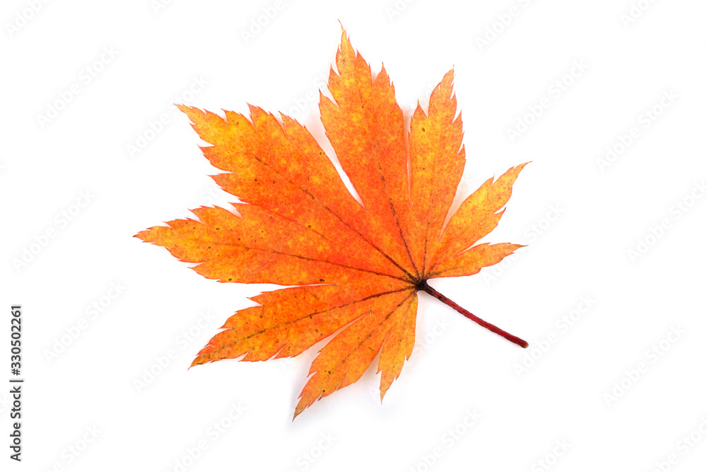 Autumn maple leaf Autumn maple leaf