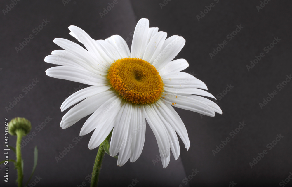 White chamomile on black background White chamomile on black background