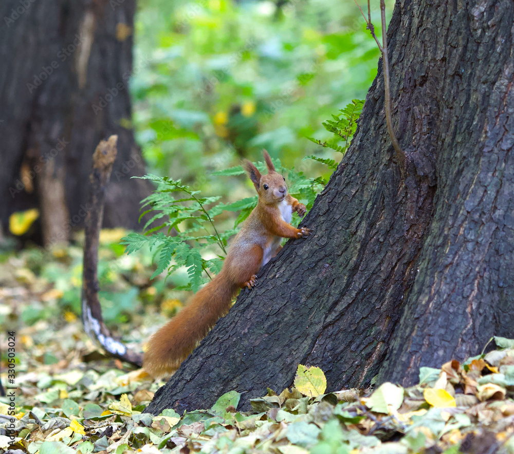 squirrel on tree squirrel on tree