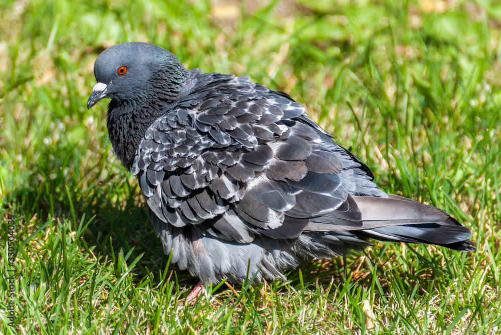 Fototapeta premium Blue-gray pigeon.