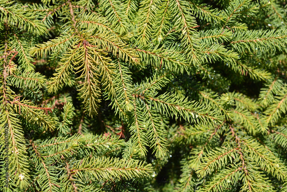 Dwarf black spruce
