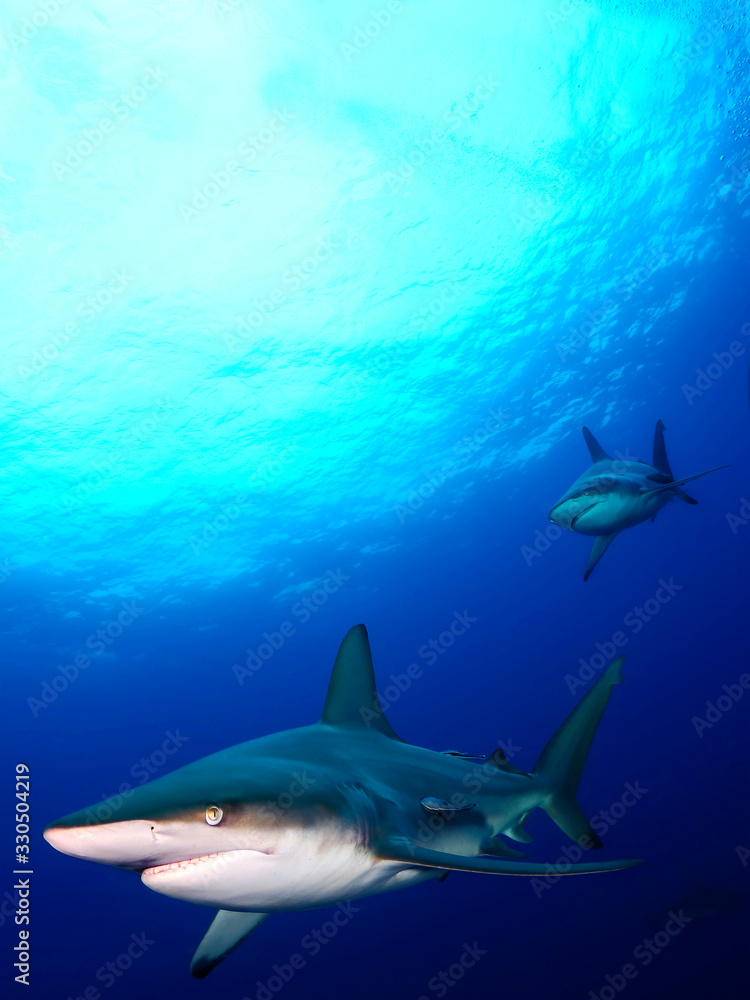 Fototapeta premium Danderous shark swim throw the crystal clear water