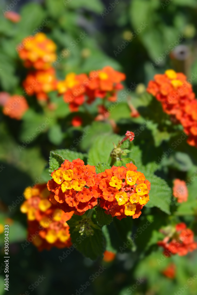 Shrub verbena flower Shrub verbena flower