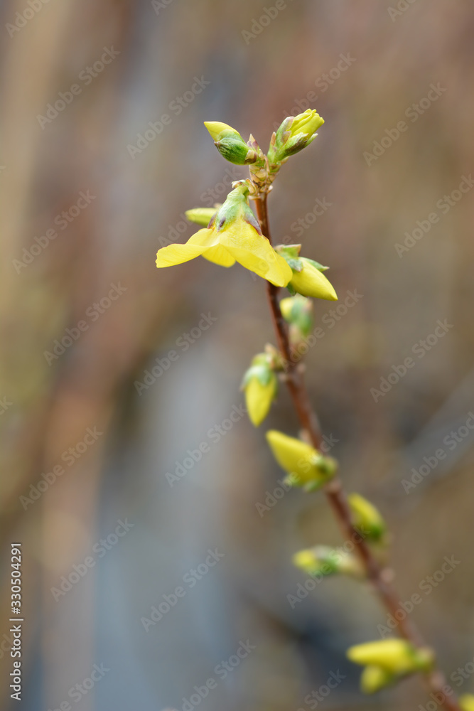 Border forsythia Border forsythia