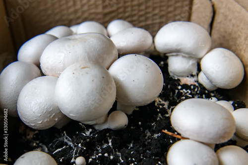 Mushrooms champignons, Agaricus bisporus, champignon, portobello, common mushroom grow in cardboard box in apartment.