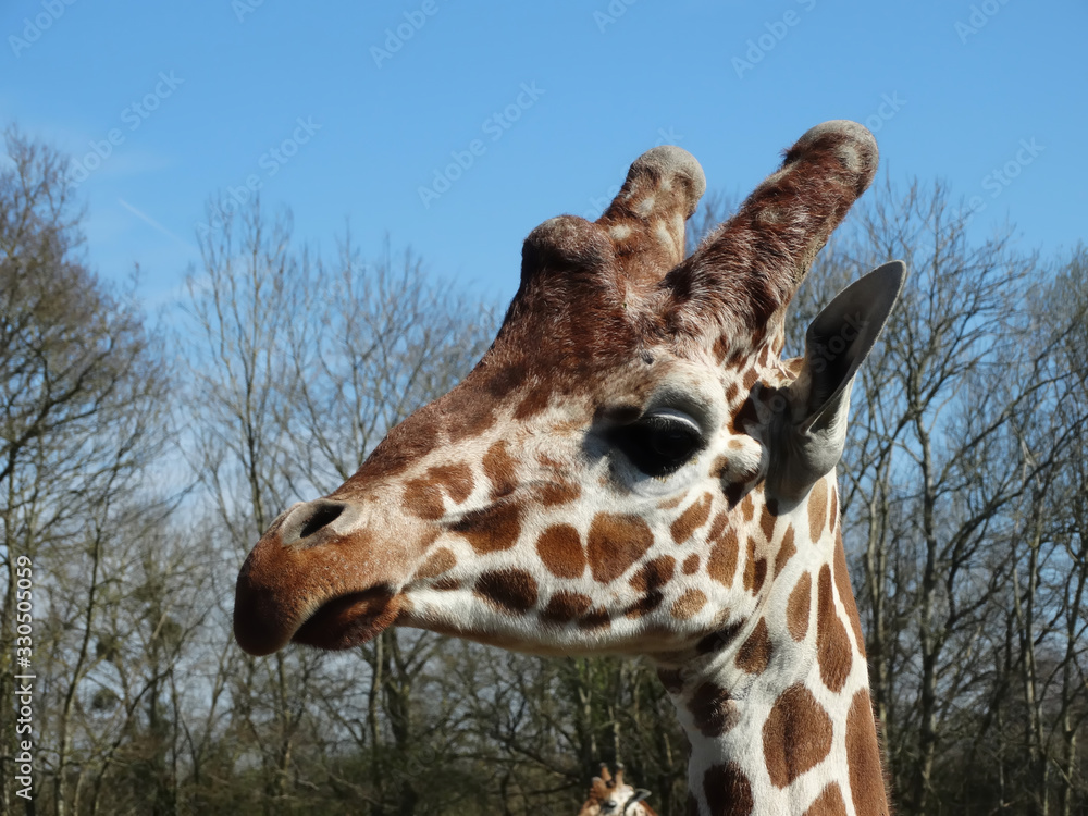 Naklejka premium Girafe en mode portrait