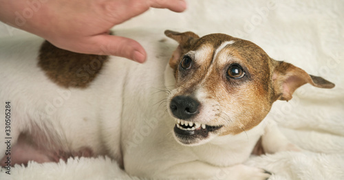 Quadro em tela beautiful small dog lies on white towel and growls at lady hand over animal back