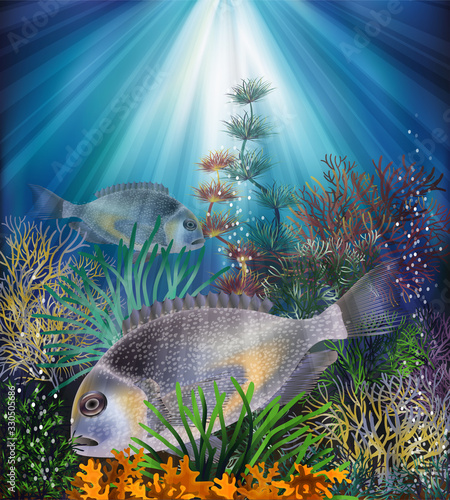 Underwater backround with gilt-head bream fish, vector illustration
