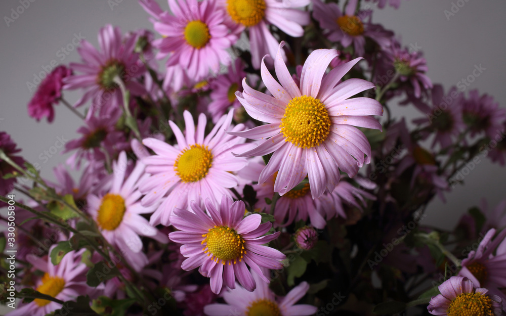 Chrysanthemum flowers Chrysanthemum flowers