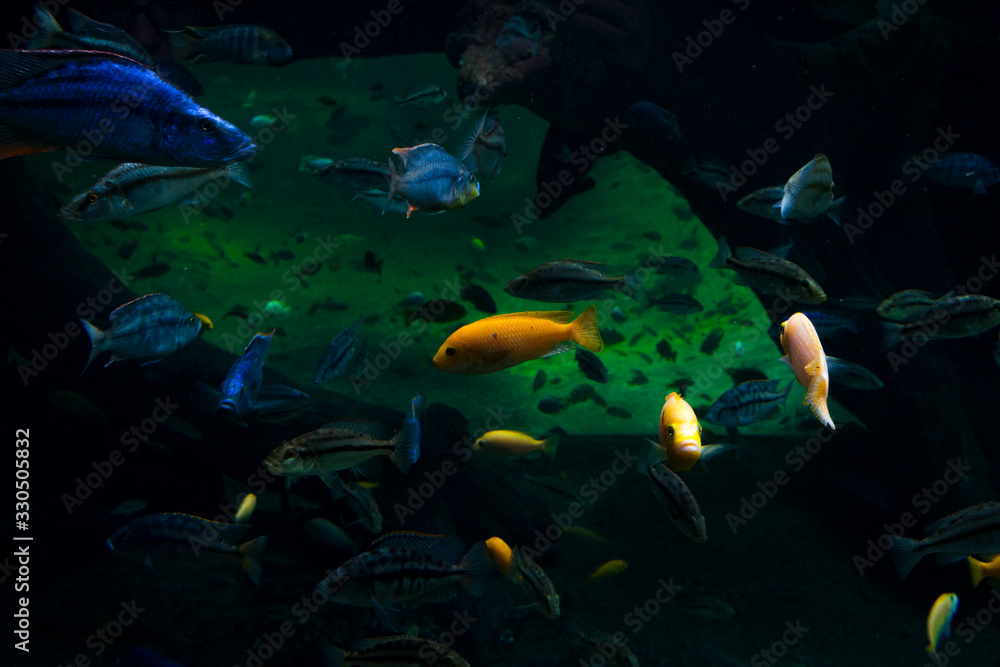 Naklejka premium fish in aquarium