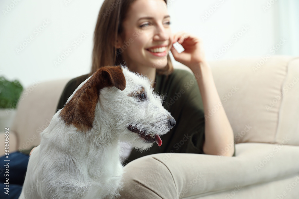 Young woman with her cute Jack Russell Terrier on sofa at home. Lovely pet Young woman with her cute Jack Russell Terrier on sofa at home. Lovely pet