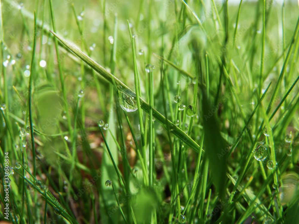 Gabrovo, Bulgaria - CIRCA 2014. Dew drops on the edge of leaves early in the mourning, refreshing the spring greenery. Gabrovo, Bulgaria - CIRCA 2014. Dew drops on the edge of leaves early in the mourning, refreshing the spring greenery.