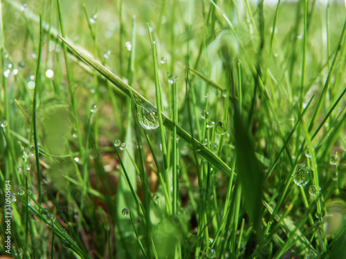 Gabrovo, Bulgaria - CIRCA 2014. Dew drops on the edge of leaves early in the mourning, refreshing the spring greenery. 