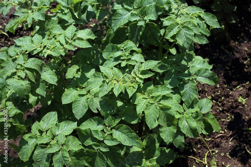 Growing potato