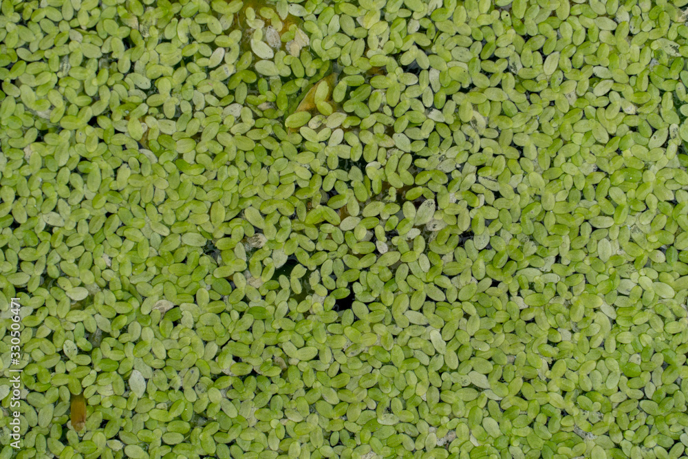 Top view of floating plant or Lemna perpusilla on the water for background and textured. Top view of floating plant or Lemna perpusilla on the water for background and textured.