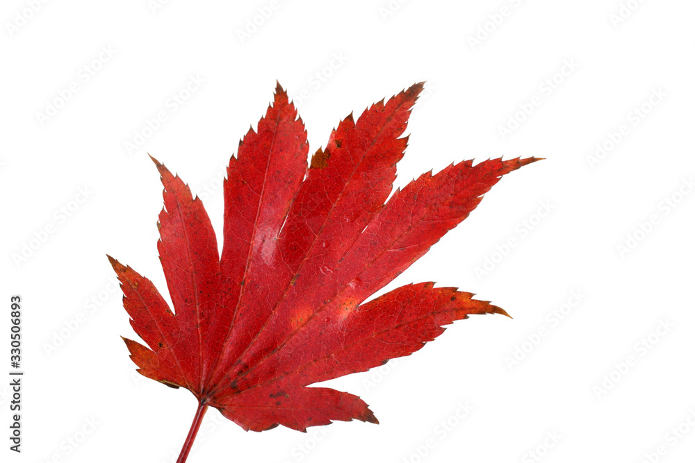 Autumn maple leaf Autumn maple leaf