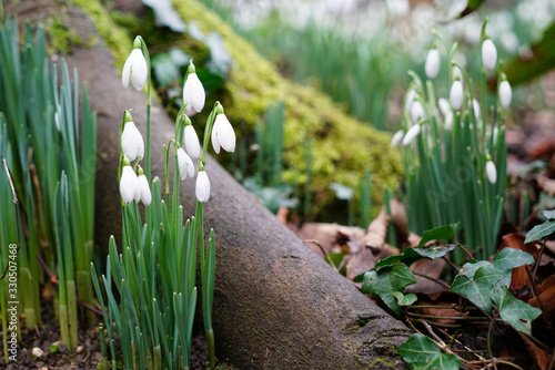 snowdrops in the forest