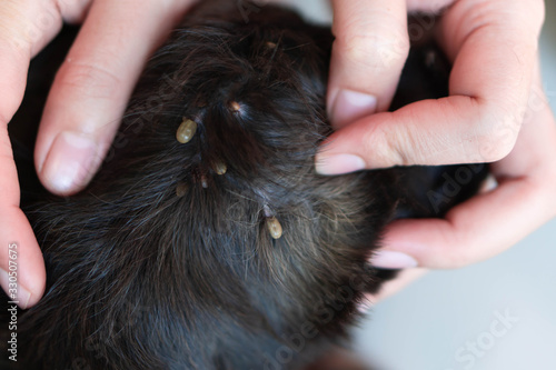 Фотография Closeup hand showing big tick parasite on a dog skin, selective focus