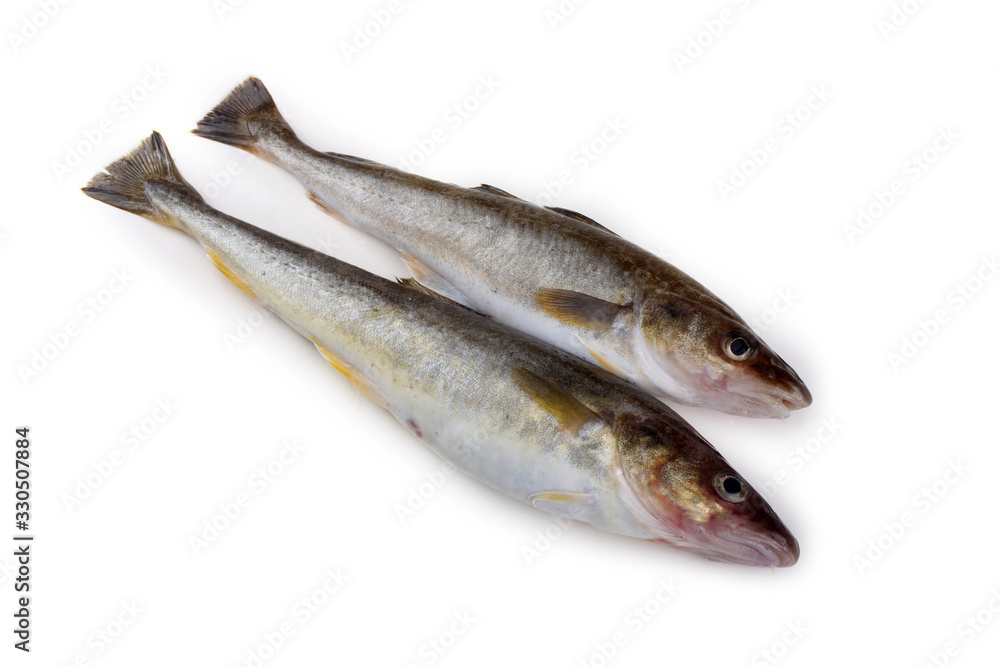 Saffron cod Saffron cod